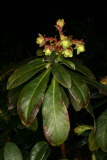 Euphorbia amygdaloides var. robbiae RCP3-10 029.jpg